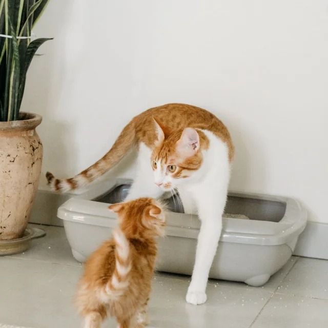 Topaklanan Bentonit Kedi Kumu