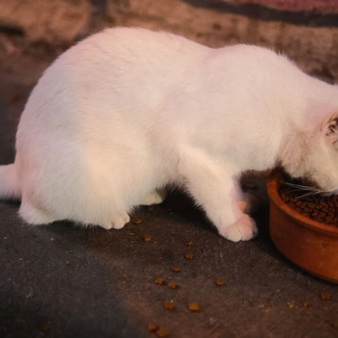 Tavuklu Yetişkin Kedi Maması