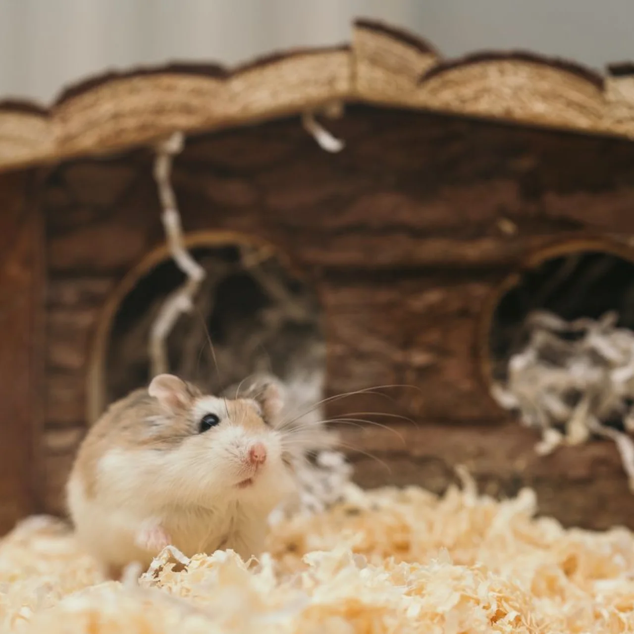 Hamster & Tavşan Yem Karışımı
